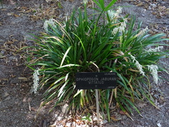 Ophiopogon jaburan