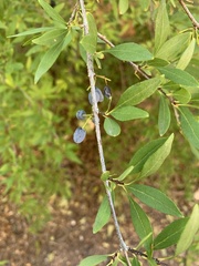 Forestiera angustifolia