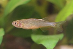 Rosy Danio photo 3