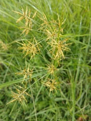 Cyperus esculentus leptostachyus