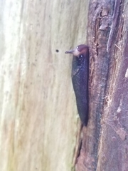 Prophysaon vanattae