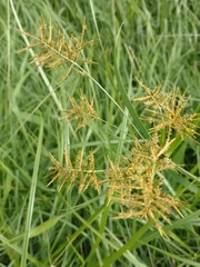 Cyperus esculentus leptostachyus