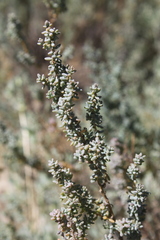 Suaeda fruticosa