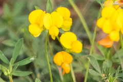 Lotus corniculatus