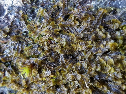 Douinia imbricata