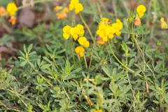 Lotus corniculatus