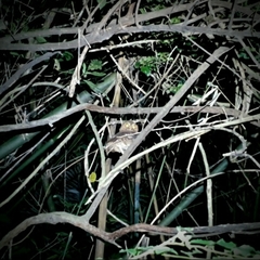 Otus spilocephalus