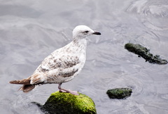 Larus argentatus