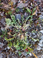 Oxytropis campestris