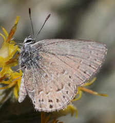 Satyrium behrii