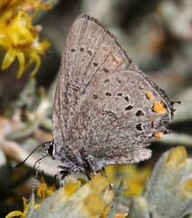 Satyrium californica