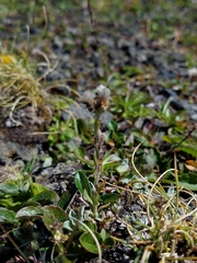 Antennaria alpina