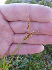 Carex circinata