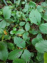 Fragaria vesca americana