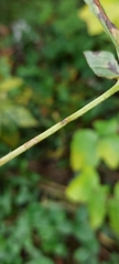 Fragaria vesca americana