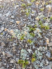 Antennaria alpina