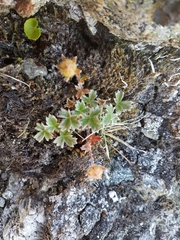 Potentilla × villosula