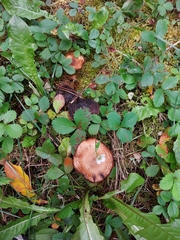 Fragaria vesca americana