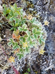Potentilla × villosula