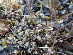 Draba nivalis