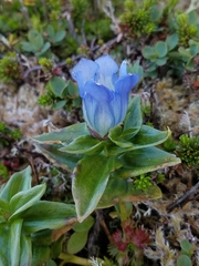 Gentiana platypetala