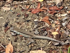 Pholidoscelis chrysolaemus