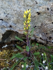 Pedicularis oederi