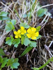 Ranunculus eschscholtzii