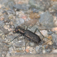 Cicindela punctulata punctulata