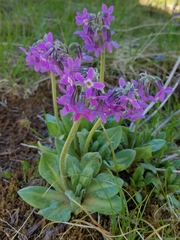 Primula pumila