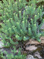 Sedum griseum