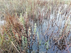 Hippuris tetraphylla