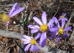 Olearia magniflora