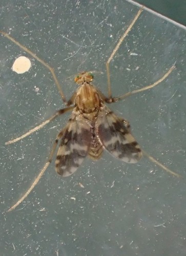 Psectrotanypus varius, photo 9 of 10
