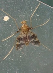 Psectrotanypus varius