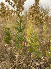 Solidago mollis