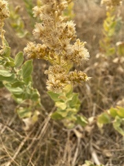 Solidago mollis