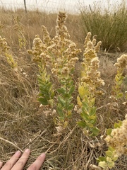 Solidago mollis