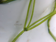 Nitella hookeri