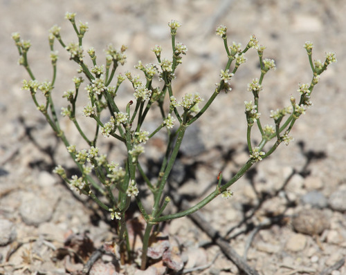 Mono buckwheat (Eriogonum ampullaceum)