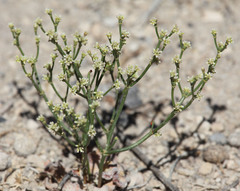 Eriogonum ampullaceum