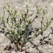 Mono Wild Buckwheat - Photo (c) Paul G. Johnson, some rights reserved (CC BY-NC-SA), uploaded by Paul G. Johnson