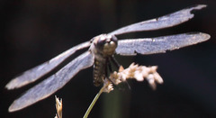 Libellula nodisticta