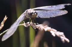 Libellula nodisticta