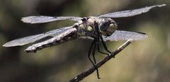 Libellula nodisticta