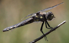 Libellula nodisticta