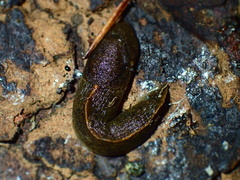 Tandonia budapestensis