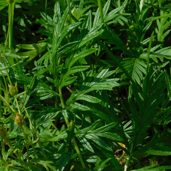 Potentilla multifida