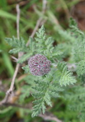 Phacelia hubbyi