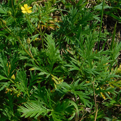 Potentilla multifida